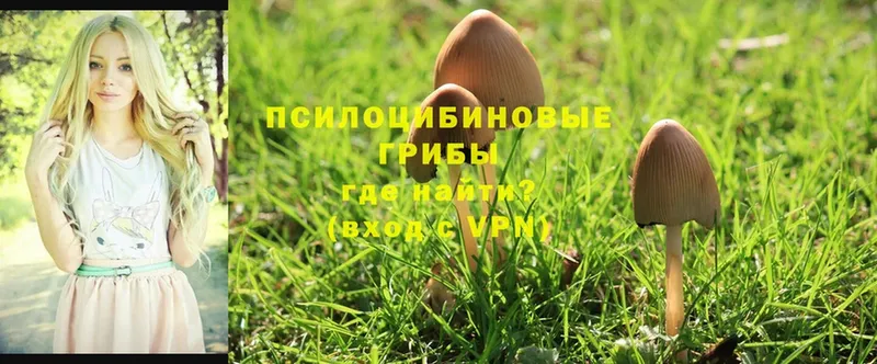 Псилоцибиновые грибы Psilocybe  закладка  Кулебаки 